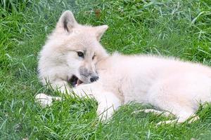 junger weißer wolf aus dem wolfspark werner freund. foto