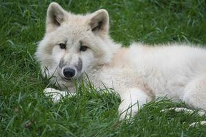 junger weißer wolf aus dem wolfspark werner freund. foto
