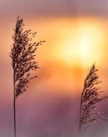 schilf im rosaroten orangefarbenen sonnenlicht. romantischer sonnenuntergang. verträumte und ruhige Stimmung in der Natur foto