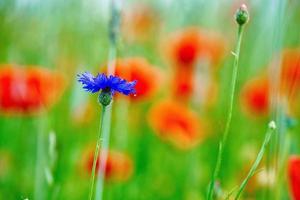 Kornblumenblüte einzeln auf einem Mohnfeld. Blau leuchten die Blütenblätter. Detailaufnahme foto