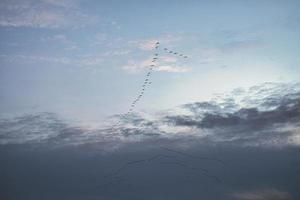 Kraniche bewegen sich in Formation am Himmel. Zugvögel auf dem darß. foto