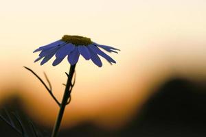 Kamille im Sonnenuntergang auf einer Wiese mit warmen Farben. Heilpflanze Naturfoto foto