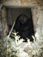 Gorilla, Silberrücken. der pflanzenfressende große Affe ist beeindruckend und stark. foto