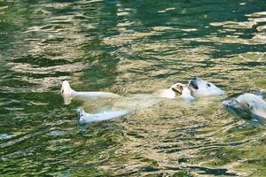 Eisbär auf dem Rücken im Wasser schwimmen. weißes Fell des großen Raubtiers. Säugetier foto