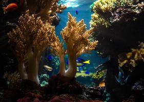 Korallen und Fische im Meerwasseraquarium. Beobachtung der Unterwasserwelt. foto