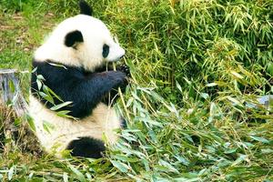 großer Panda, der sitzt und Bambus isst. gefährdete Spezies. schwarz-weißes Säugetier foto