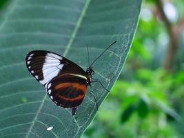 bunter schmetterling auf einem blatt, blume. elegant und zart foto