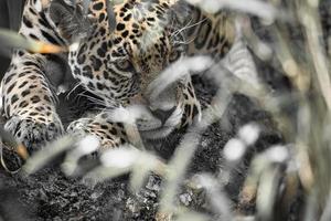 Jaguar liegt hinter Gras. geflecktes Fell, getarnt lauernd. Die große Katze ist ein Raubtier. foto