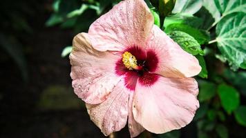 Hibiskusblüte mit wunderschönen Blütenblättern einzeln dargestellt auf einer Blumenwiese. foto