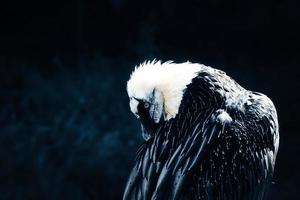 Porträt eines grauen Geiers. großer Vogel, grau, weiße Federn. Aasfresser aus Afrika foto