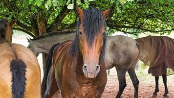 Pferde gesehen auf einem Weg einer Pferdezucht beim Wandern im Urlaub. foto