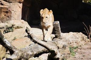 junge Löwin, die über Steine geht und den Betrachter ansieht. Tierfoto eines Raubtiers foto