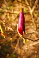 Magnolienbäume sind eine wahre Pracht in der Blütezeit. ein Hingucker Natur foto