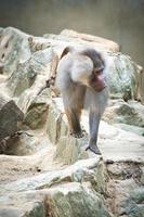 Pavian auf Felsen. entspannte Affen, die im Familienverband leben. große Affen foto