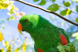 eine bunte Lori in den Zweigen. Loris sind eine Papageienart foto