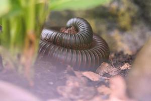 ein zusammengerollter Riesentausendfüßler in einem Terrarium. foto