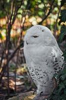 Schneeeule im Berliner Zoo mit schönem weißem Gefieder foto