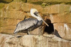 Pelikan auf einem Felsen aufgezeichnet. großer Seevogel mit reich strukturiertem Gefieder. foto