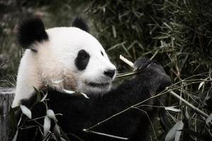 großer Panda, der sitzt und Bambus isst. gefährdete Spezies. schwarz-weißes Säugetier foto
