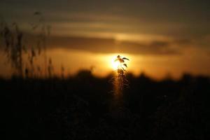 untergehende Sonne am Stadtrand von Berlin. Pflanzen als Silhouette im Vordergrund. foto