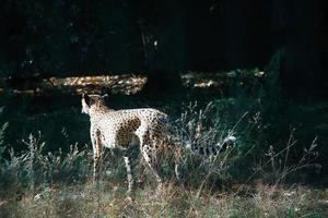 Gepard streift durch das Gras. große katze aus afrika. Tierfoto von Raubtier foto