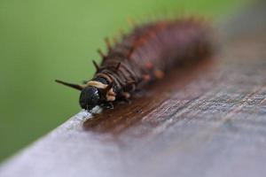 Raupe ernährt sich von einem Blatt. ein einzelnes Tier aus nächster Nähe foto