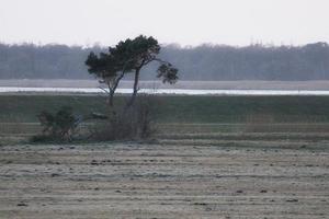 einzelner baum auf einer wiese vor dem bodden in zingst. Landschaftsaufnahme in der Natur foto