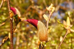 Magnolienbäume sind eine wahre Pracht in der Blütezeit. ein Hingucker Natur foto