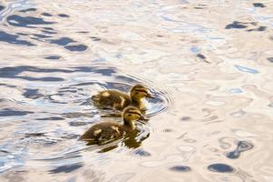 Entenküken schwimmen im Fluss. kleine Wasservögel mit flauschigen Federn. Tierfoto foto