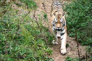 Tiger zwischen Bäumen und Felsen. gestreiftes Fell eleganter Raubtiere. große katze aus asien foto