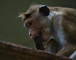 Rhesusaffe sitzt auf einem Ast und knabbert an seinem Schwanz. Tierfoto foto