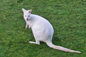 Weinweißes Känguru sitzt auf einer Wiese. foto