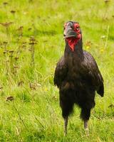 Ein afrikanischer gehörnter Rabe im Marlow Bird Park. foto