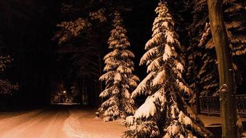 verschneite Straße mit Schnee auf den Bäumen. foto