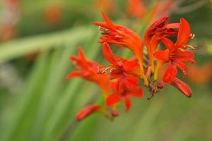 bunte Blume frei ausgestellt foto