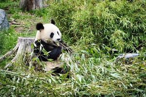 großer Panda, der sitzt und Bambus isst. gefährdete Spezies. schwarz-weißes Säugetier foto