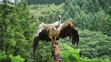 Gänsegeier auf Falknerhandschuh bereit, in Nahaufnahme zu fliegen. kolossaler großer Vogel foto