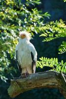 Schmutzgeier-Porträt. wilde Frisur. Geiervogel, der auf einem Ast sitzt. Vogel foto