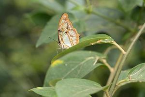 exotischer schmetterling auf einem blatt. zarter und bunter Schmetterling. foto