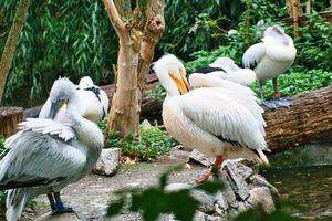 Pelikan im Porträt. weißes Gefieder, großer Schnabel, bei einem großen Meeresvogel. Tier foto