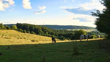 ein sonniger tag im saarland mit blick über wiesen ins tal. Kuh auf der Wiese foto