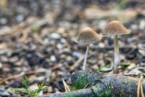 zwei Pilze mit brauner Kappe, die im Wald ausgesetzt sind foto