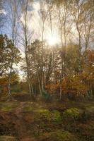 Waldweg in der Neuruppinaer Heide. in herbstlicher Lichtstimmung foto