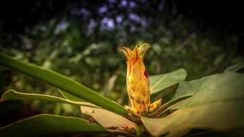 Nahaufnahme einer Blüte einer schönen Blume. detaillierte Einzelaufnahme foto