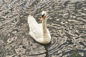 Schwan im Fluss mit Blickkontakt zum Betrachter foto