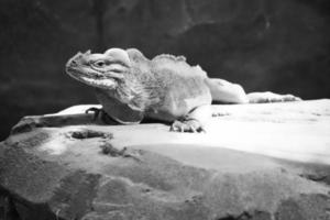 großer Leguan in Schwarz und Weiß, der auf einem Stein liegt. dorniger Kamm und schuppige Haut foto