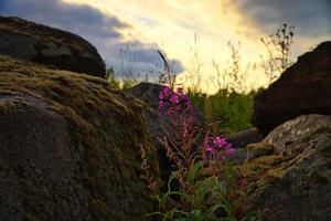 eine blumenwiese in smalland in schweden. foto