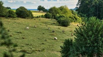 Kuhherde auf einer Wiese. braune Nutztiere, die entspannt im Gras liegen und wiederkäuen. foto