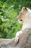 Löwin, die auf einem Felsen liegt. entspanntes Raubtier, das in die Ferne blickt. Tierfoto foto