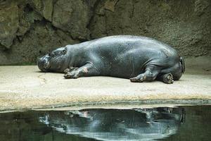 liegendes Nilpferd mit Reflexion im Wasser. das Säugetier schläft. kleines Nilpferd foto